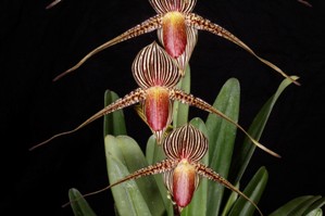 Paphiopedilum rothschildianum Huntington's King AM/AOS 81 pts.